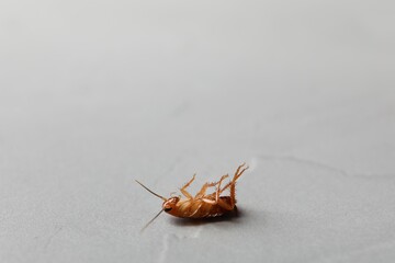 One cockroach on light grey table, closeup. Space for text