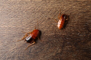 Two cockroaches on wooden table, flat lay