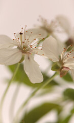 Smoke Close-up Selective soft focus cream White blooming cherry branch. Natural abstract blur beige neutral background.