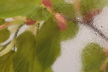 Soft focus green, beige leaf and  flower through glass with wet water drops. Abstract natural blur...