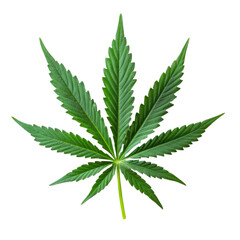 Cannabis leaf green plant marijuana nature botany