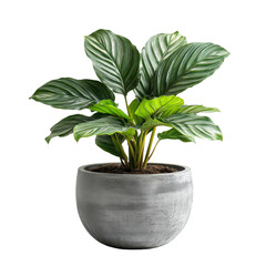 Obraz premium Plant care guide home visual content bright environment isolated on transparent background