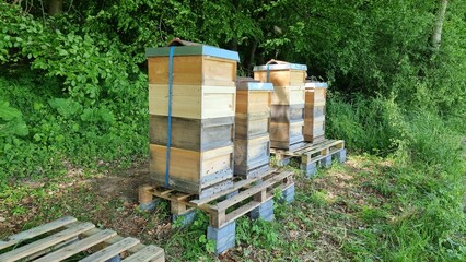 bee hives in a field
