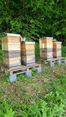 bee hives in the forest
