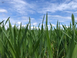 Crop of winter wheat in early May, in dry conditions, North Yorkshire, England, United Kingdom