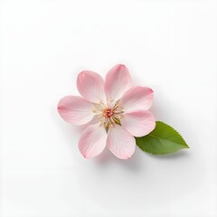 Obraz premium Single Pink Flower Blossom with Leaf on White Background