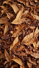 Close-up of dried tobacco leaves, rich brown hues , old, dry, scent