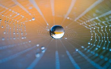 Nature&rsquo;s Jewelry: Dew Drop Hanging on a Vibrant Web
