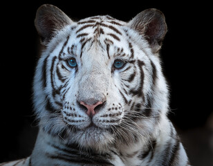 Obraz premium white tiger portrait