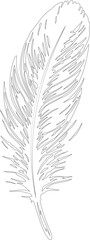 Obraz premium Intricate feather drawing composed of black contour lines with hollow sections and textural detailing.