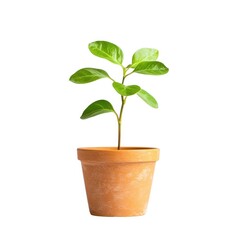 Potted plant with green leaves isolated on white background