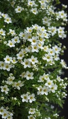 A profusion of miniature white flowers adorns a verdant sprig  , small, vegetation