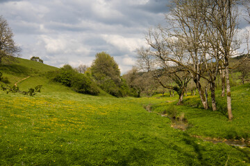 ruisseau dans un pré à la campagne au printemps