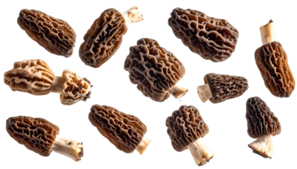 Multiple dried morel mushrooms falling on transparent background