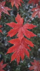 A vibrant red maple leaf dusted with the first snow , leaves, fall