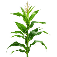 Fototapeta premium Maize plant with green leaves isolated on transparent background