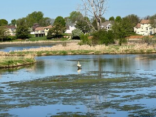 swan in the pond