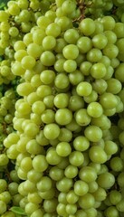 Clusters of vibrant green Shine Muscat grapes on a green background , image, photography