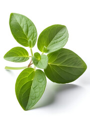 Oregano or marjoram leaves isolated on white background. Fresh oregano spice close up.