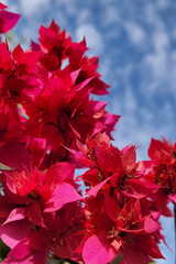 dark pink beautiful flower in sunny day