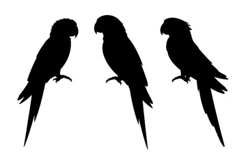 Three parrots silhouette tropical bird vector art