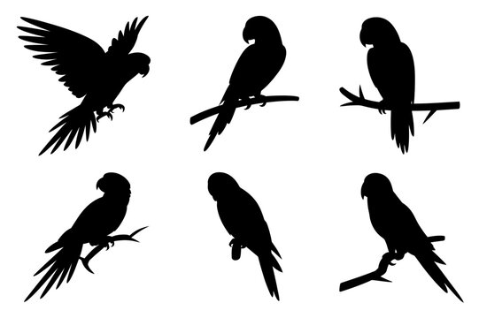 Parrot silhouette vector collection tropical birds