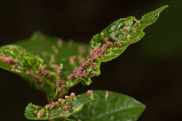green leaves with numerous small, round or cone-shaped growths of pinkish-green color visible on their surface - galls. 