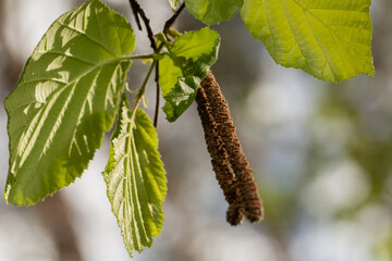 A close-up of a branch of common hazel with young light green leaves and two drooping brown male catkins. The leaves are rounded with a serrated edge and clearly visible veins. 