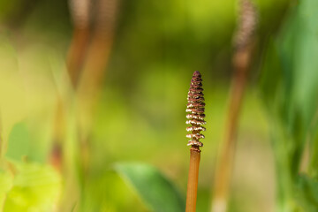 Horsetail - Equisetum arvense in a meadow. Beautiful bokeh background