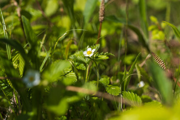 Wild strawberry flower in the meadow