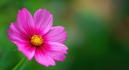 Fototapeta premium Beautiful pink cosmos flower with a green background. A single wild flower on the edge of focus, with space for text
