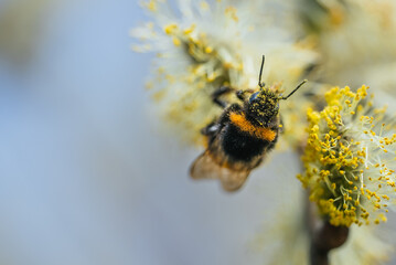 Close-up of a bumblebee, covered in pollen, pollinating delicate yellow willow catkins against a soft-focus blue background, emphasizing the vital role of bees in spring ecosystems