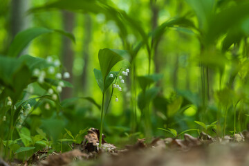 Lily of the valley - Convallaria majalis - white flower with green leaves in the forest. Beautiful bokeh. Poisonous flower