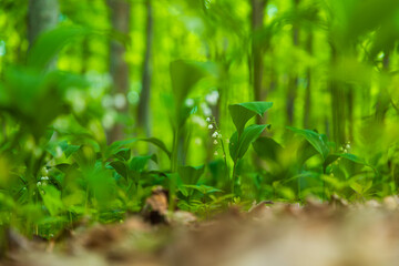 Lily of the valley - Convallaria majalis - white flower with green leaves in the forest. Beautiful bokeh. Poisonous flower