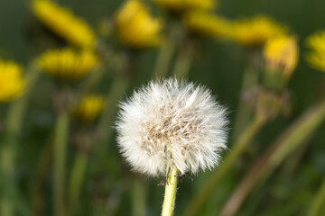 Close-up of a faded dandelion head, which is a fluffy white ball of seed pods with parachutes. The head is located on a thin green stem. Focus on the fluffy head with seeds.
