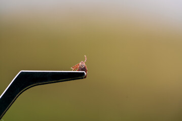 Tweezers carefully holding a tick, emphasizing the importance of parasite control and prevention of tick-borne illnesses in domestic animals