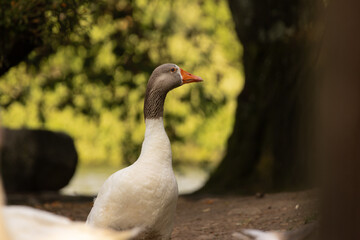 Close-up of a white domestic goose with an orange beak, standing on a natural ground surface with another goose blurred in the background. Captured in warm natural light with a soft-focus background.
