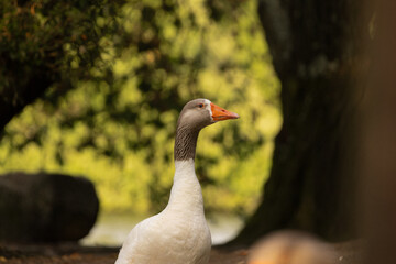 Close-up of a white domestic goose with an orange beak, standing on a natural ground surface with another goose blurred in the background. Captured in warm natural light with a soft-focus background.