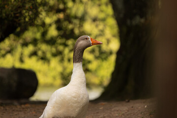 Close-up of a white domestic goose with an orange beak, standing on a natural ground surface with another goose blurred in the background. Captured in warm natural light with a soft-focus background.
