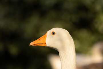 Close-up of a white domestic goose with an orange beak, standing on a natural ground surface with another goose blurred in the background. Captured in warm natural light with a soft-focus background.