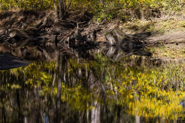 The reflection of the tree on the surface of the lake