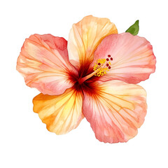 Watercolor Hibiscus Flower Soft Peach Yellow Tones Tropical Bloom