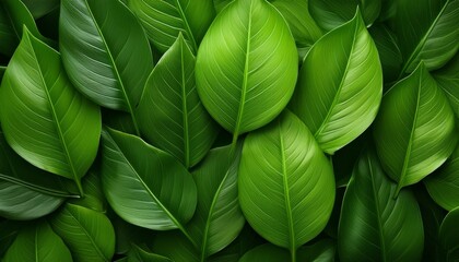 green leaves