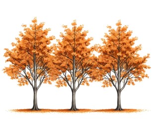 Three Autumn Trees, Isolated on White