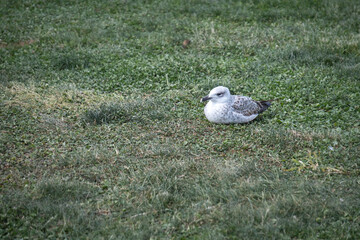 seagulls resting on the green grass.