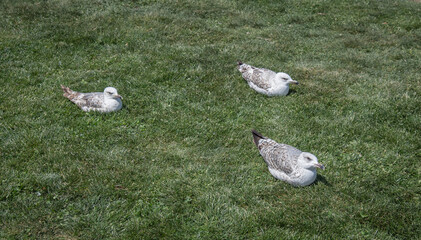seagulls resting on the green grass.