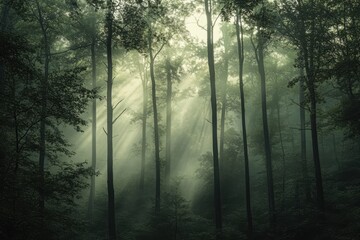 Fototapeta premium Sunlight through trees in a forest 