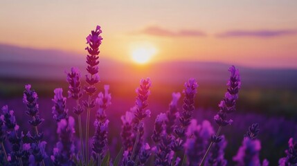Lavender Field at Golden Sunset Landscape with Blooming Purple Flowers