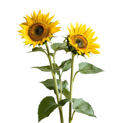 Obraz premium Two bright yellow sunflowers on black background nature beauty flowers