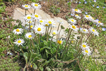 folto cespo di bianche pratoline (Bellis perennis)